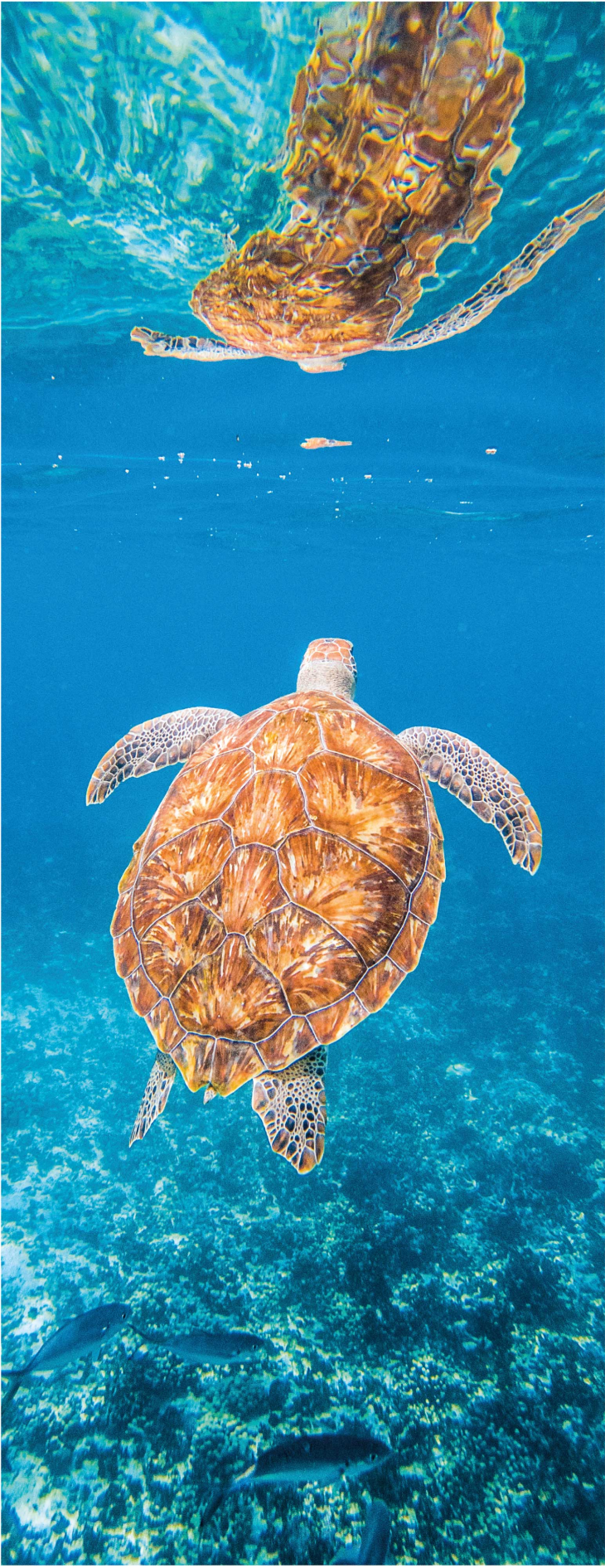 Vinyl vloerkleed badkamer mooie schildpad onderwater - TenStickers