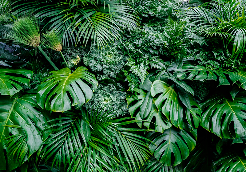 Vinyl tapijt groen wandbekleding zonnige jungle - TenStickers