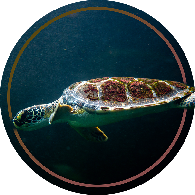 Vinyl tapijt zwemmende schildpad - TenStickers