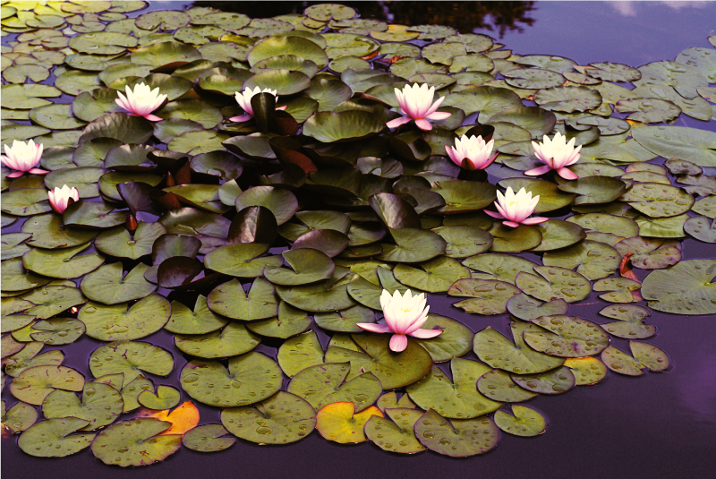 Lelievijver schoonheid vinyl tapijt bloemen en planten - TenStickers