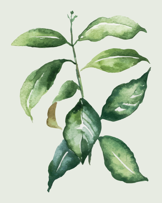 Botanische bladillustratie vinyl tapijt bloemen en planten - TenStickers