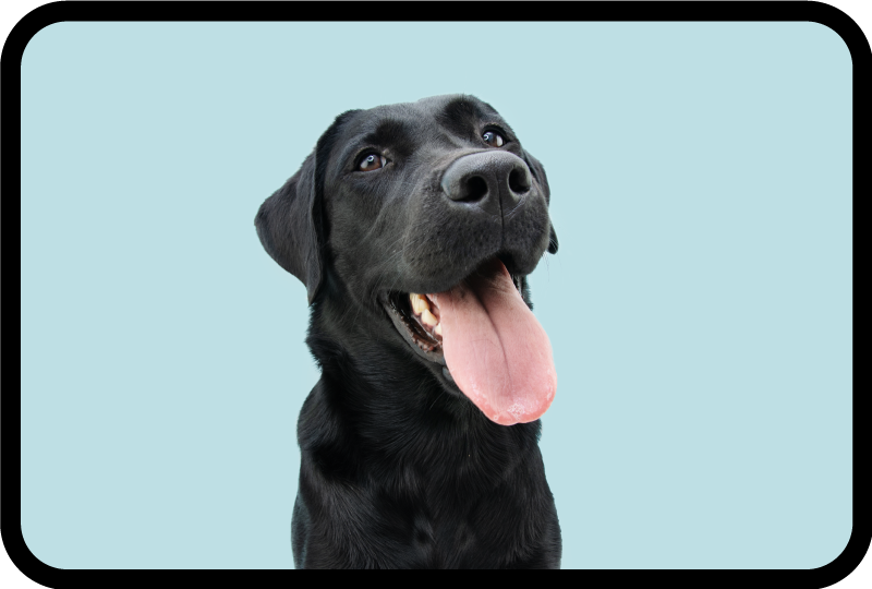 Zwarte labrador hond dieren vinyl tapijt - TenStickers