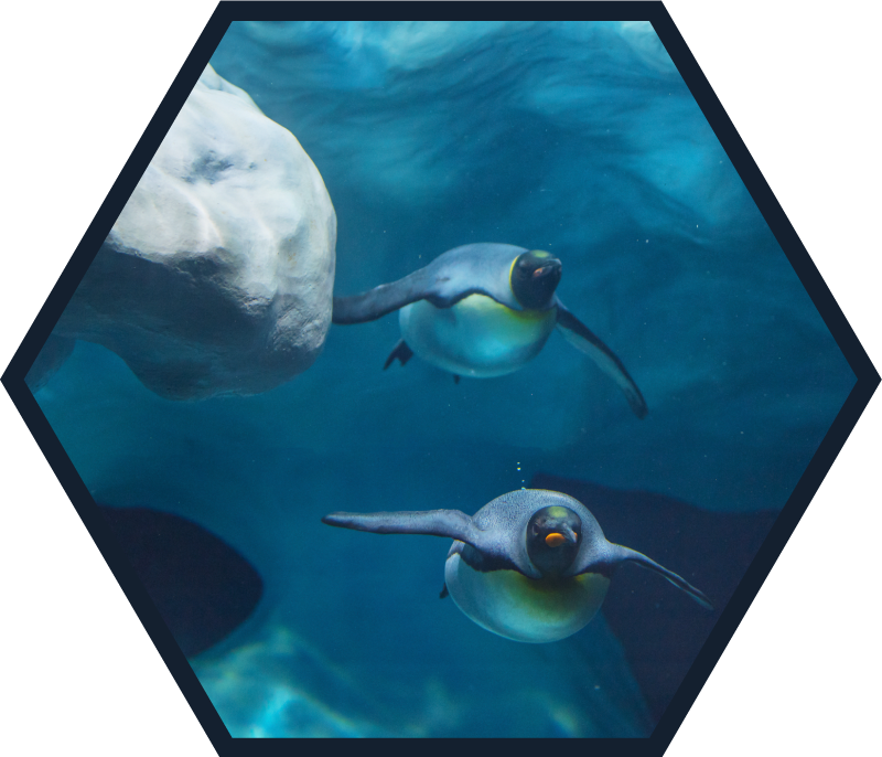 Pinguïn zwemscène dieren vinyl tapijt - TenStickers