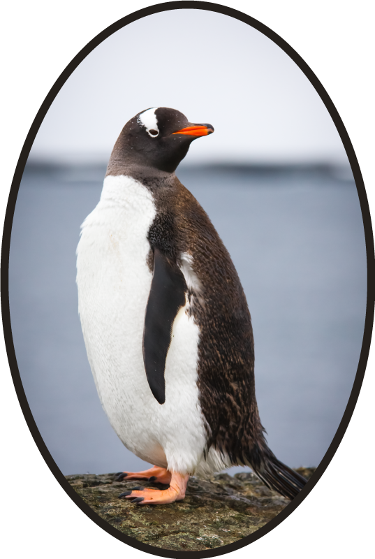 Pinguïnhouding dieren vinyl tapijt - TenStickers