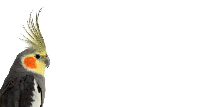 Silhouet van een valkparkiet dieren vinyl tapijt - TenStickers