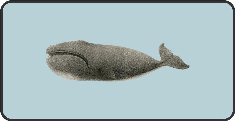 Walvis silhouet ontwerp dieren vinyl tapijt - TenStickers