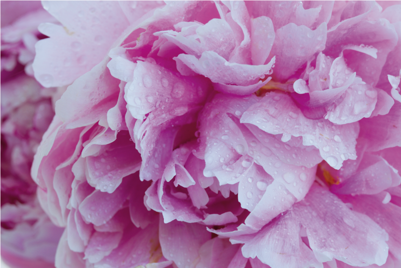 Rooskleurige pioenroos bloei vinyl tapijt bloemen en planten - TenStickers