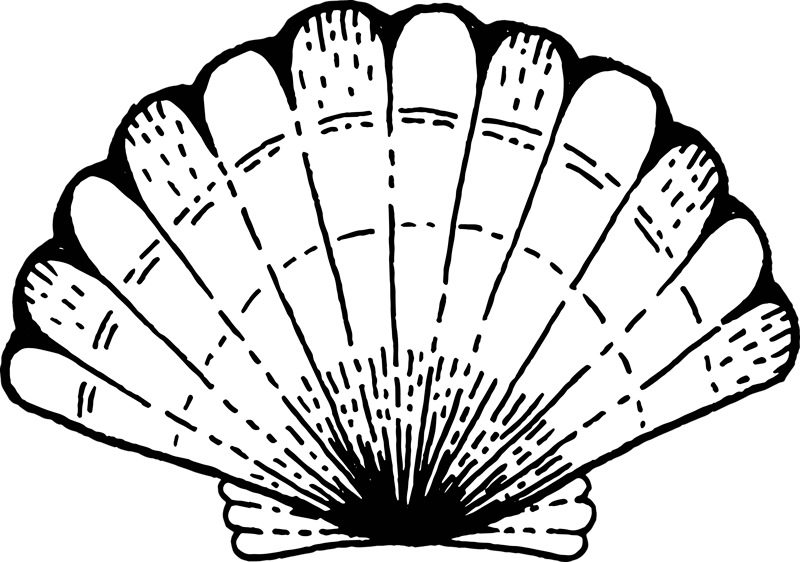 Schelppatroon accent vinyl tapijt natuur - TenStickers