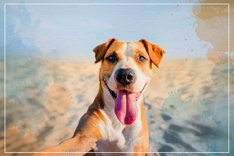 Lachend hondenportret dieren vinyl tapijt - TenStickers