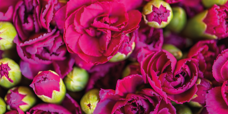 Levendige bloemenbloesems vinyl tapijt bloemen en planten - TenStickers