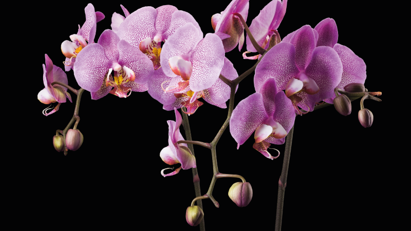 Vinyl tapijt Orchidee zwarte achtergrond - TenStickers