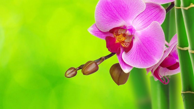 Orchideeënbloesem genot vinyl tapijt bloemen en planten - TenStickers