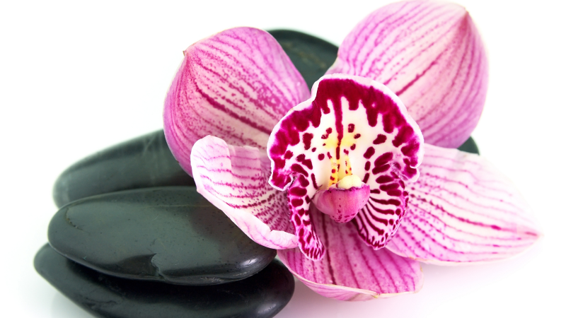 Orchidee en stenen vinyl tapijt bloemen en planten - TenStickers