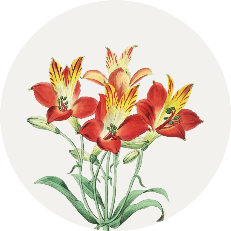 Levendige rode bloesems vinyl tapijt bloemen en planten - TenStickers