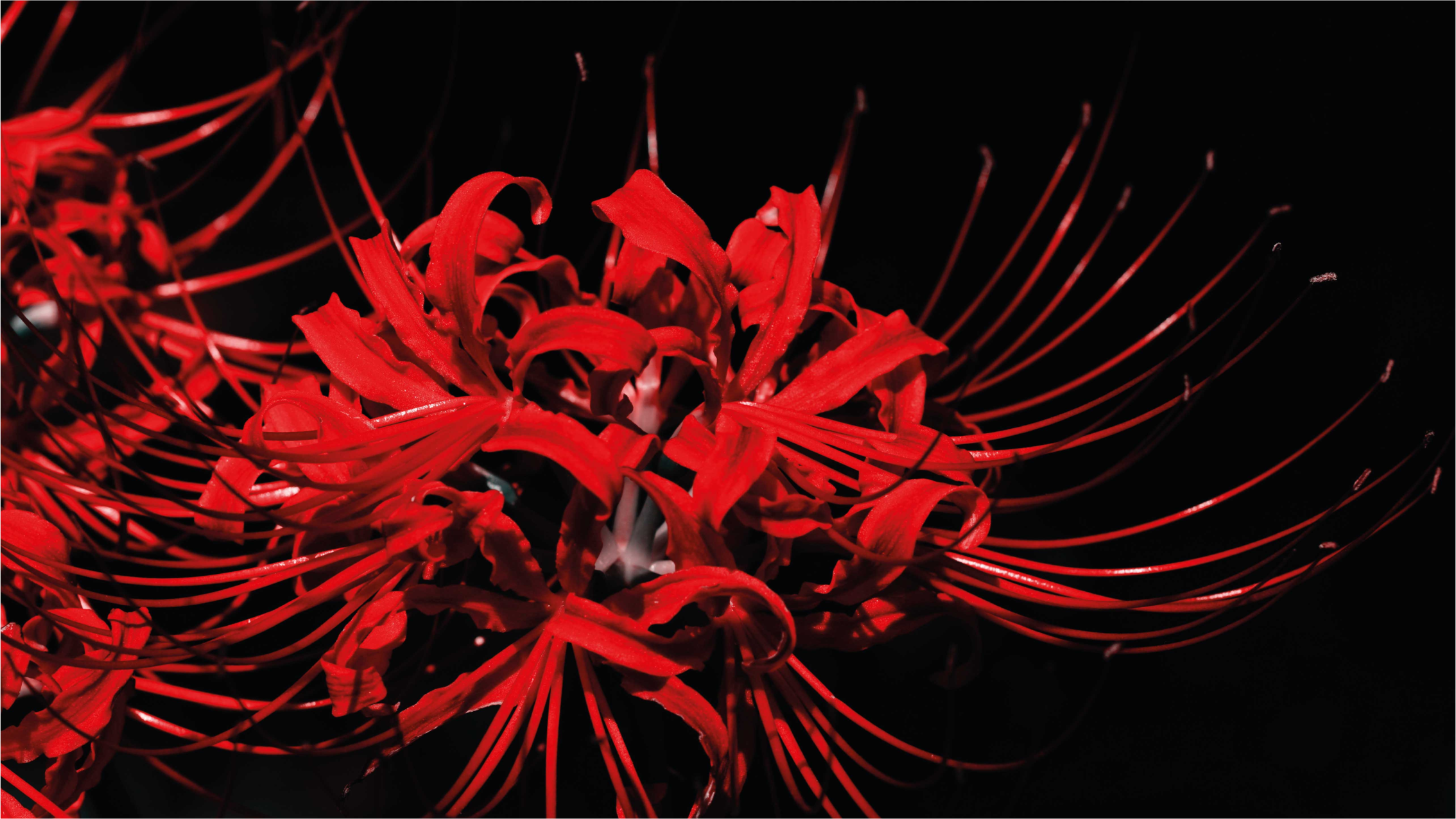 Rode bloemenexplosie vinyl tapijt bloemen en planten - TenStickers