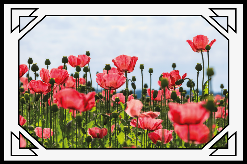 Kleurrijk klaprozenveld vinyl tapijt bloemen en planten - TenStickers