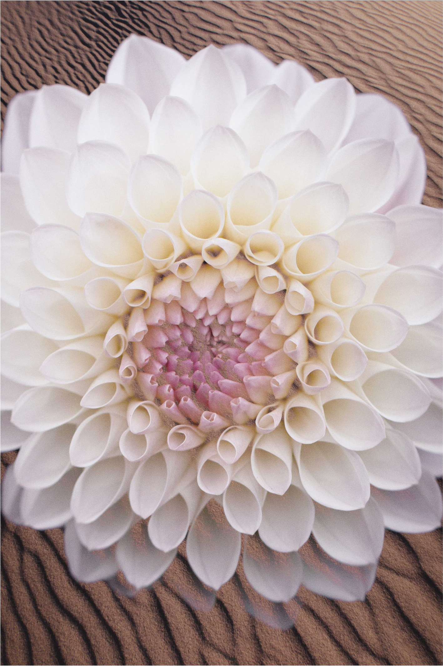 Sierlijke bloemencompositie vinyl tapijt bloemen en planten - TenStickers