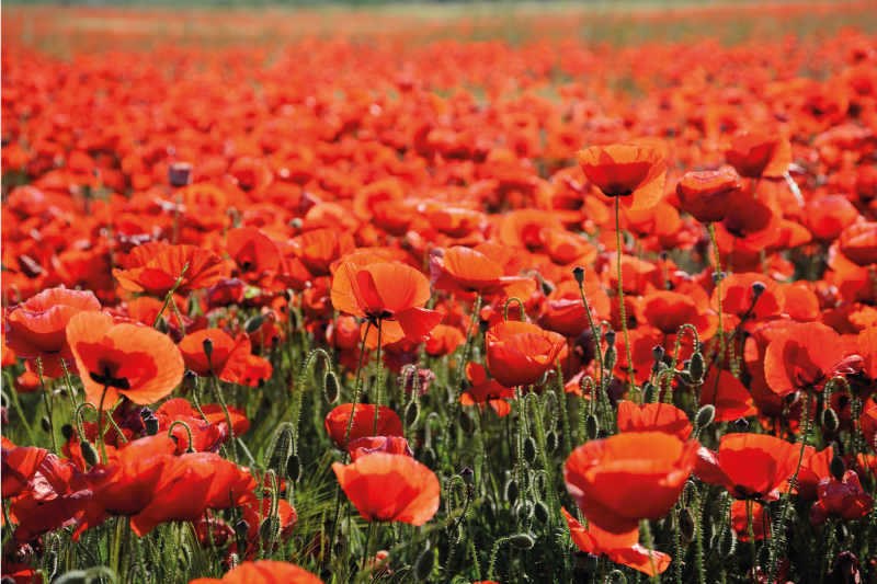 Levendige rode klaprozen vinyl tapijt bloemen en planten - TenStickers