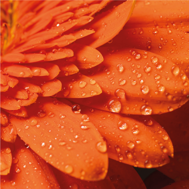 Feloranje bloemblaadjes vinyl tapijt bloemen en planten - TenStickers