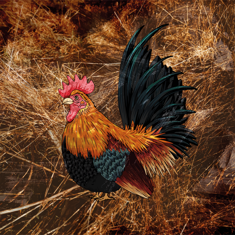 Vinyl tapijt dierenprint levendige haan afbeelding - TenStickers