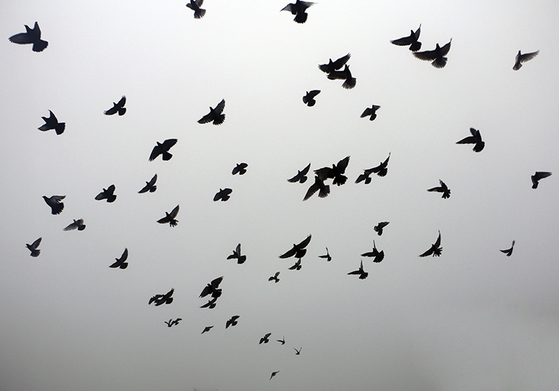 Vliegende vogels patroon vinyl tapijt voor meer kinderen - TenStickers