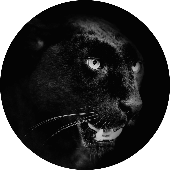 Zwarte black panter vinyl tapijt - TenStickers